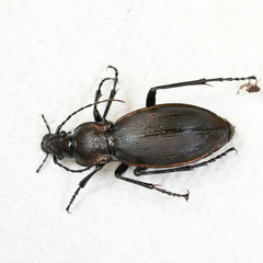 Carabus purpurascens