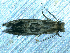 Moerarchis inconcisella