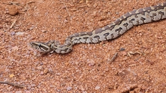 Python natalensis