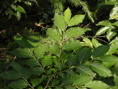 Neoshirakia japonica