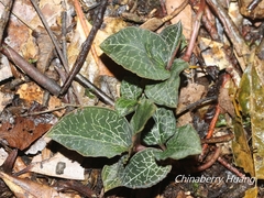 Anoectochilus formosanus