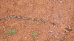 Python natalensis