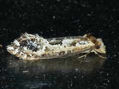 Moerarchis inconcisella