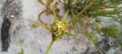 Image of Ficinia pallens by (c) Adele SL, some rights reserved (CC BY)