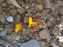 Gmelina arborea