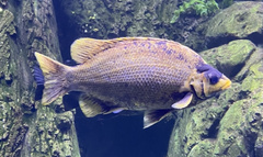 Hephaestus tulliensis