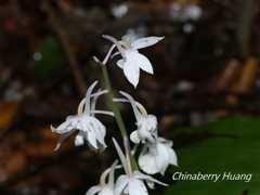 Calanthe aristulifera