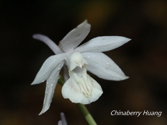 Calanthe aristulifera