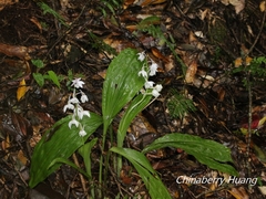 Calanthe aristulifera