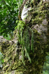 Phlegmariurus fordii