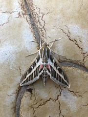 Hyles livornica