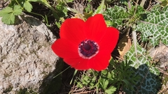 Anemone coronaria