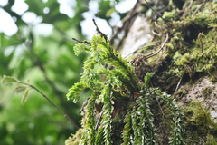 Phlegmariurus fordii