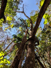 Gmelina arborea