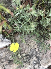 Hibbertia crinita