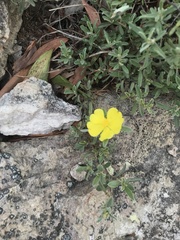 Hibbertia crinita