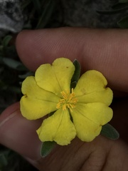 Hibbertia crinita