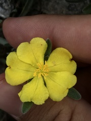 Hibbertia crinita