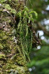 Phlegmariurus fordii