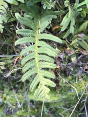 Polypodium interjectum