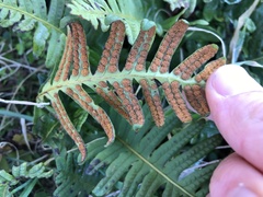 Polypodium interjectum
