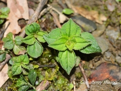 Sarcopyramis napalensis delicata