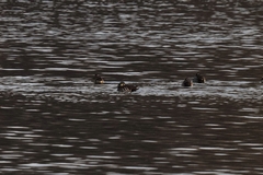 Sibirionetta formosa