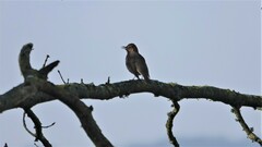 Turdus