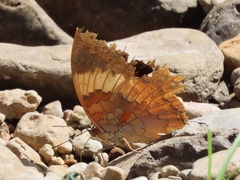Charaxes psaphon imna