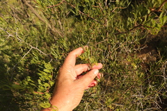 Searsia ciliata