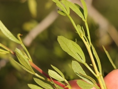 Searsia ciliata