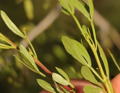 Searsia ciliata
