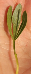 Searsia ciliata