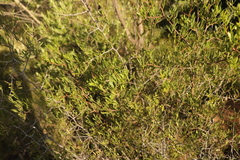 Searsia ciliata