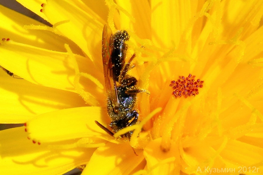 Галиктид семейства Галиктиды (Halictidae). Вид №1