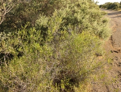 Searsia ciliata