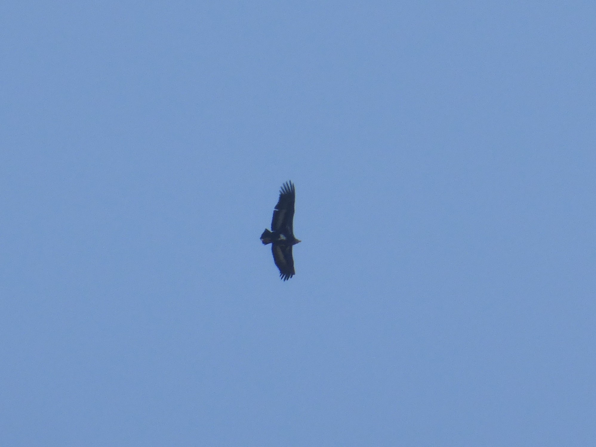 Red-headed Vulture