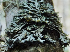 Heterodermia neglecta