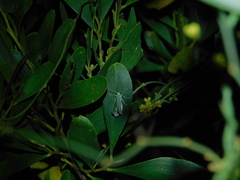 Eucyclodes insperata
