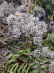 Mikania cordifolia