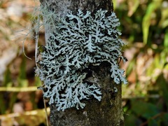 Heterodermia neglecta