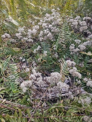 Mikania cordifolia
