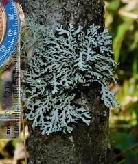 Heterodermia neglecta