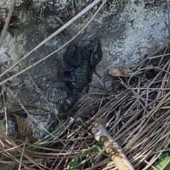 Hottentotta judaicus