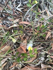 Goodenia hederacea