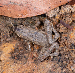 Microhyla