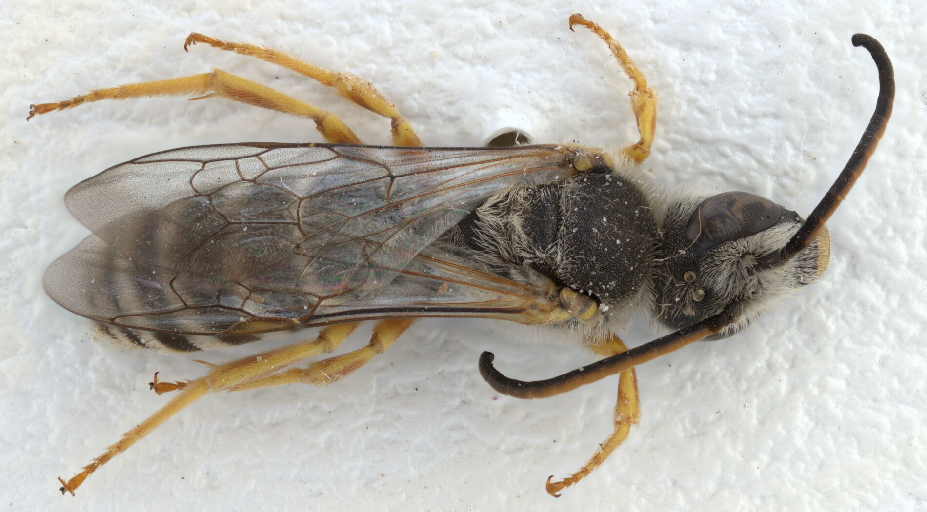 Галикт Halictus resurgens
