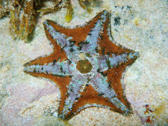 Meridiastra occidens