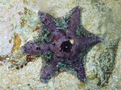 Meridiastra occidens