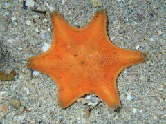 Meridiastra occidens